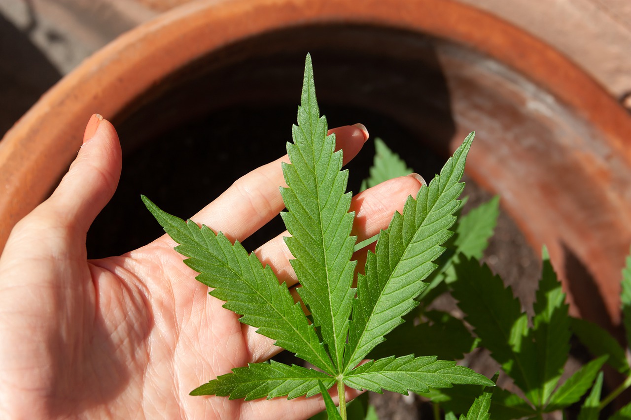 Medical cannabis